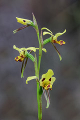 Tiger Orchid (Diuris sulphurea) - endemic to eastern Australia