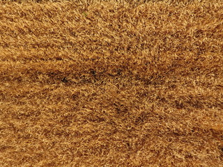 Ripe barley is a top view. The field of barley
