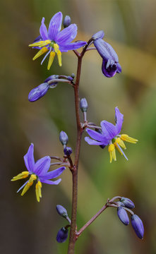 Close-up of Blue Flax-lily (Dianella longifolia) - NSW wildflower about 1/2" (10mm) in diameter