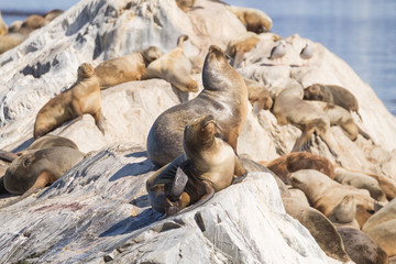 Fototapeta premium South American sea lion colony on Beagle channel