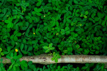 Background and texture green leaves and some yellow flowers of Pinto Peanut or Arachis tree which is useful in growing crop, mulch, forage and peanut ornaments.
