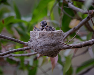 Willy Wagtail (Rhipidura leucophrys) chicks in their nest. The nest is a neatly woven cup of grasses, covered with spider's web on the outside and lined internally with soft grasses, hair or fur.