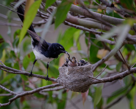 Willy Wagtail (Rhipidura leucophrys) mother removing waste from the nest, a woven cup of grasses, covered with spider's web on the outside and lined internally with soft grasses, hair or fur.