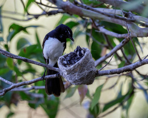 Willy Wagtail (Rhipidura leucophrys) mother & chicks in nest. The nest is a neatly woven cup of grasses, covered with spider's web on the outside and lined internally with soft grasses, hair or fur.