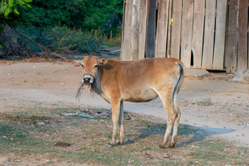 cows across the dust road in Lak Dac Lak Vietnam