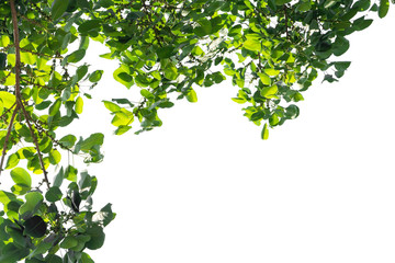 Closeup Green leaf isolated on white background of file with Clipping Path .