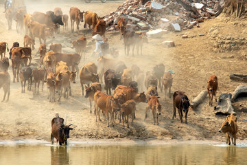 Fototapeta na wymiar cows across the dust road in Lak Dac Lak Vietnam