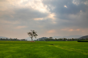 Fototapeta na wymiar alone tree on the rice field