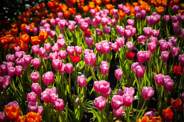 Obraz premium Tulips in the garden at the morning.