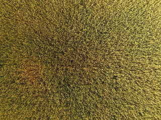 Ripening wheat. Green unripe wheat is a top view. Wheat field