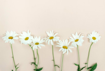 Flowers composition background. bouquet of flowers camomiles on pale beige background. Flowers frame. Valentine's day, women's day concept.Top view. Copy space