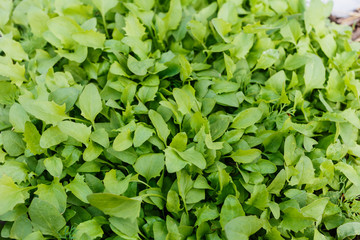 Garden Strawberry spinach