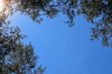 Australian pine tree (or Beefwood, Sea oak, She oak) branches which growing on the beach with bright clear blue sky and space for text.