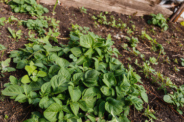 green Bush potato