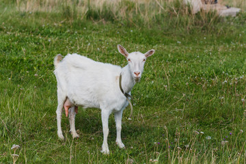 White goat stands on the Meadow
