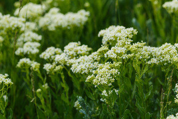 white wild flowers