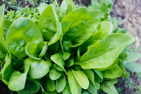 fresh green leaves of spinach