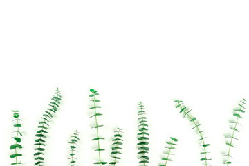 green eucalyptus leaves, branches, herbs,   plants on white background top view. copy space. flat lay