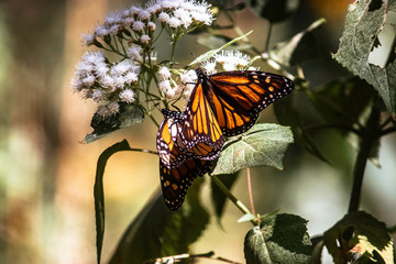DOS MARIPOSAS MONARCAS