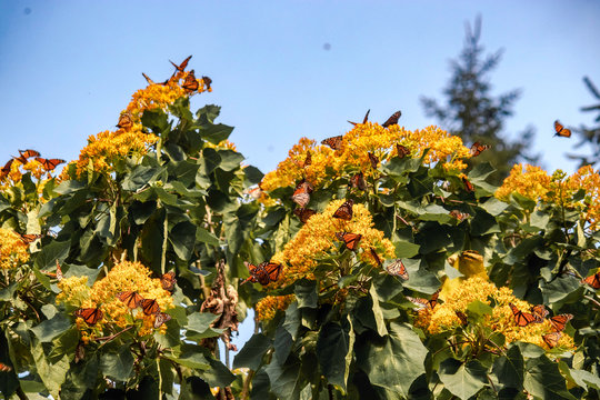 MARIPOSAS VARIAS MONARCAS