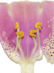 Closeup on yellow anthers inside a pink foxglove Digitalis purpurea flower