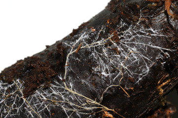 Fungus mycelium growing on a decaying trunk