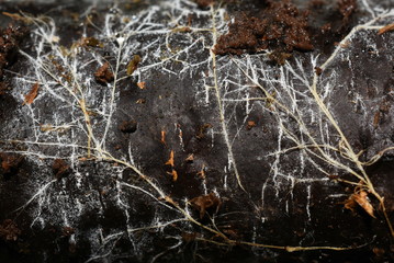 Fungus mycelium growing on a decaying trunk