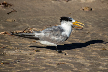 Crested Tern Glenelg, South Australia
