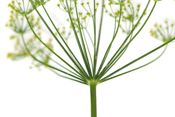 Flower of dill plant Anethum graveolens isolated on white background
