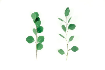 green eucalyptus leaves on white background top view. copy space. flat lay