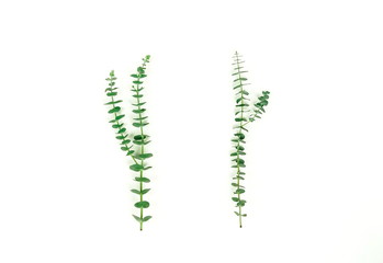 green eucalyptus leaves, branches, herbs,   plants on white background top view. copy space. flat lay