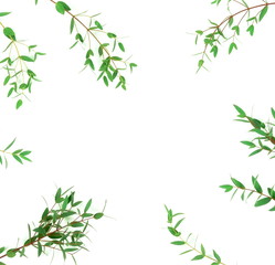 green eucalyptus leaves, branches frame isolated on a white background. flat lay, top view. poster