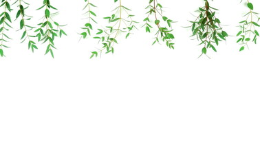 green eucalyptus leaves, herbs, branches,  plants frame border on white background top view. copy space. flat lay