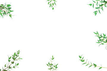 green eucalyptus leaves, herbs, branches,  plants frame border on white background top view. copy space. flat lay