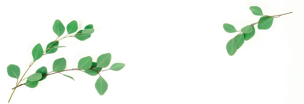 green eucalyptus leaves, branches, herbs,  plants frame border on white background top view banner. copy space. flat lay
