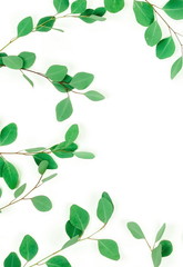 Obraz premium green eucalyptus leaves, herbs, branches, plants frame border on white background top view. copy space. flat lay