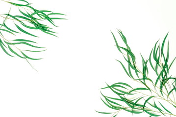 green eucalyptus leaves, herbs, branches,  plants frame border on white background top view. copy space. flat lay