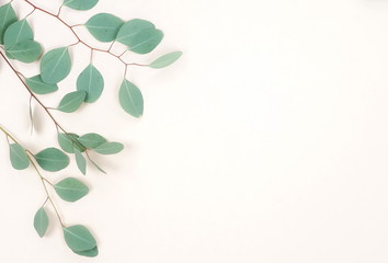 green eucalyptus branches herbs, leaves,  plants frame border on pastel color  background top view. copy space. flat lay