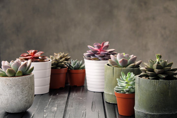 Many pots, white ceramic, gray and concrete with plants succulents of red lilac and green. Stand in a row, form interesting compositions.