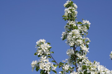 flowers on an apple tree in spring 