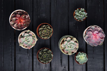 Many pots, white ceramic, gray and concrete with plants succulents of red lilac and green. Stand in a row, form interesting compositions.