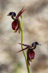 Flying Duck Orchid (Caleana major) - native to Australian wilderness - only approx 20mm long. These tiny orchids attract male sawflies which are tricked into thinking the plants are female sawflies.