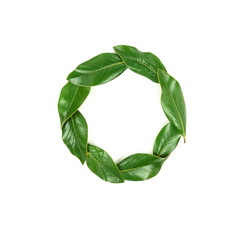 green magnolia leaves, twigs,  plants on white background top view. copy space. flat lay