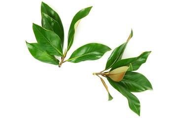 green magnolia leaves, twigs,  plants on white background top view. copy space. flat lay