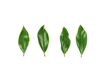 green magnolia leaves, twigs,  plants on white background top view. copy space. flat lay