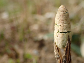 Tokyo,Japan-March 16, 2019: Young Horsetail or Equisetum Telmateia in spring in Japan
