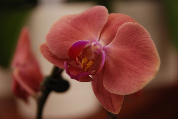 Smiling Orchid