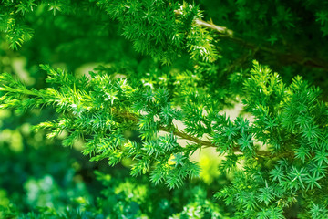 yew branches close-up. branches of evergreen shrub.