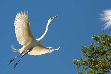Great egret flying toward a tree in St. Augustine, Florida.