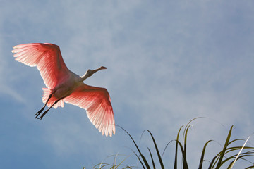 Beautiful roseate spoonbill flying over a swamp in Florida.